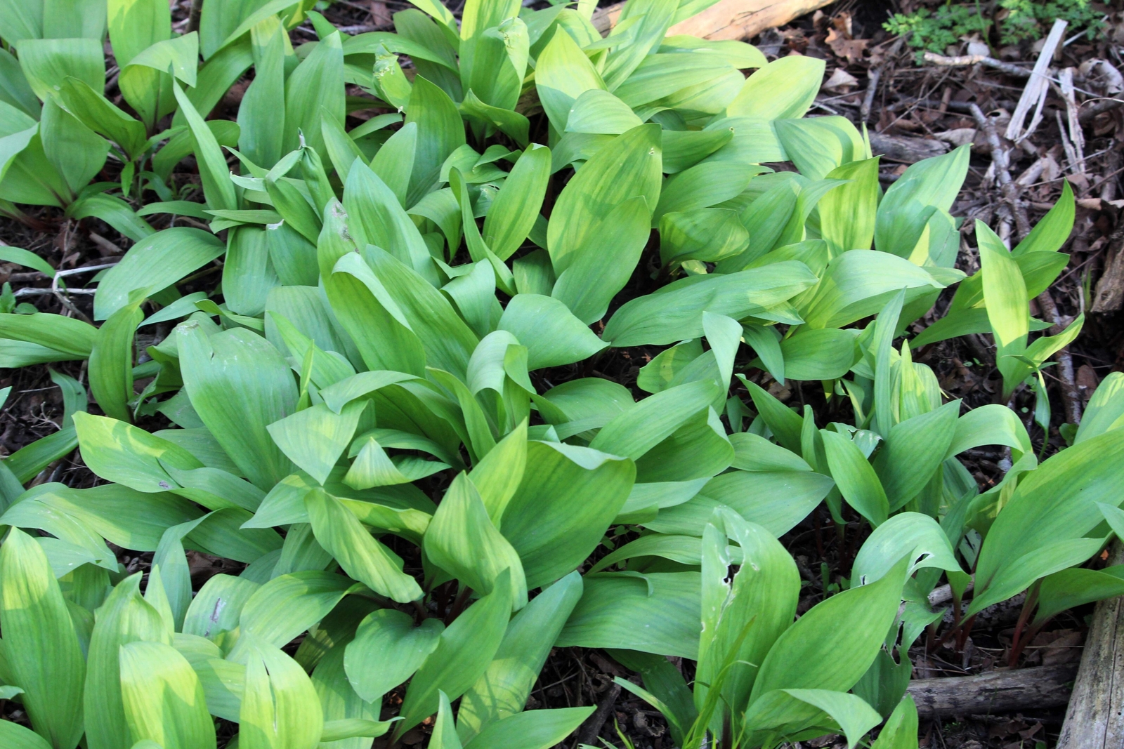 20 RAMP / WILD LEEK Allium Tricoccum Ramps Vegetable Herb Shade Flower Seeds