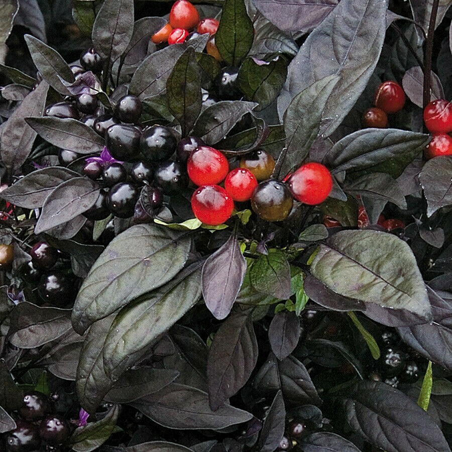 Black Pearl Pepper Seeds VERY UNIQUE PEPPER! SEE OUR STORE! Comb. S/H!