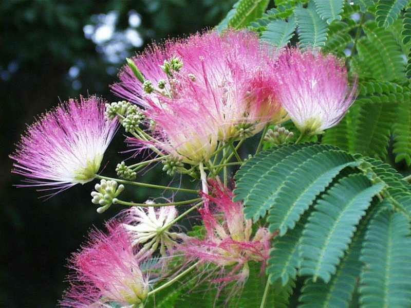 2 SILK MIMOSA TREE FRAGRANT PINK FLOWERS ALBIZIA 6″ SEEDLING STARTER LIVE PLANTS