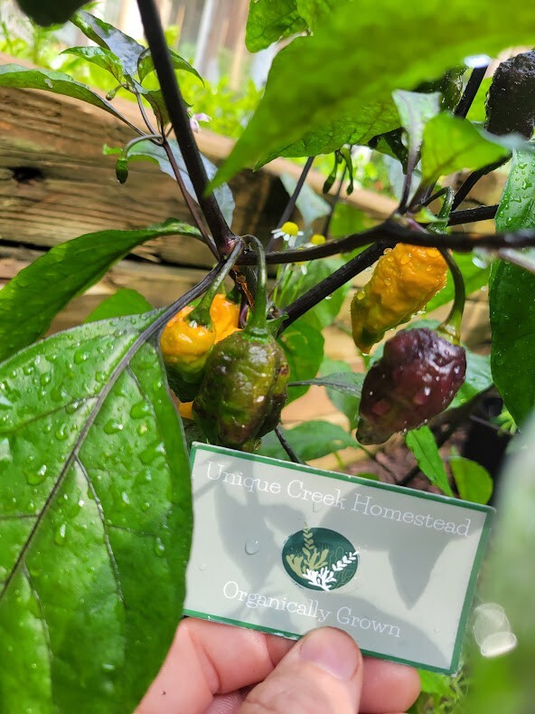 Black Panther Orange SUPER HOT Pepper 25-Seeds 1,100,000 Scoville Unique Creek