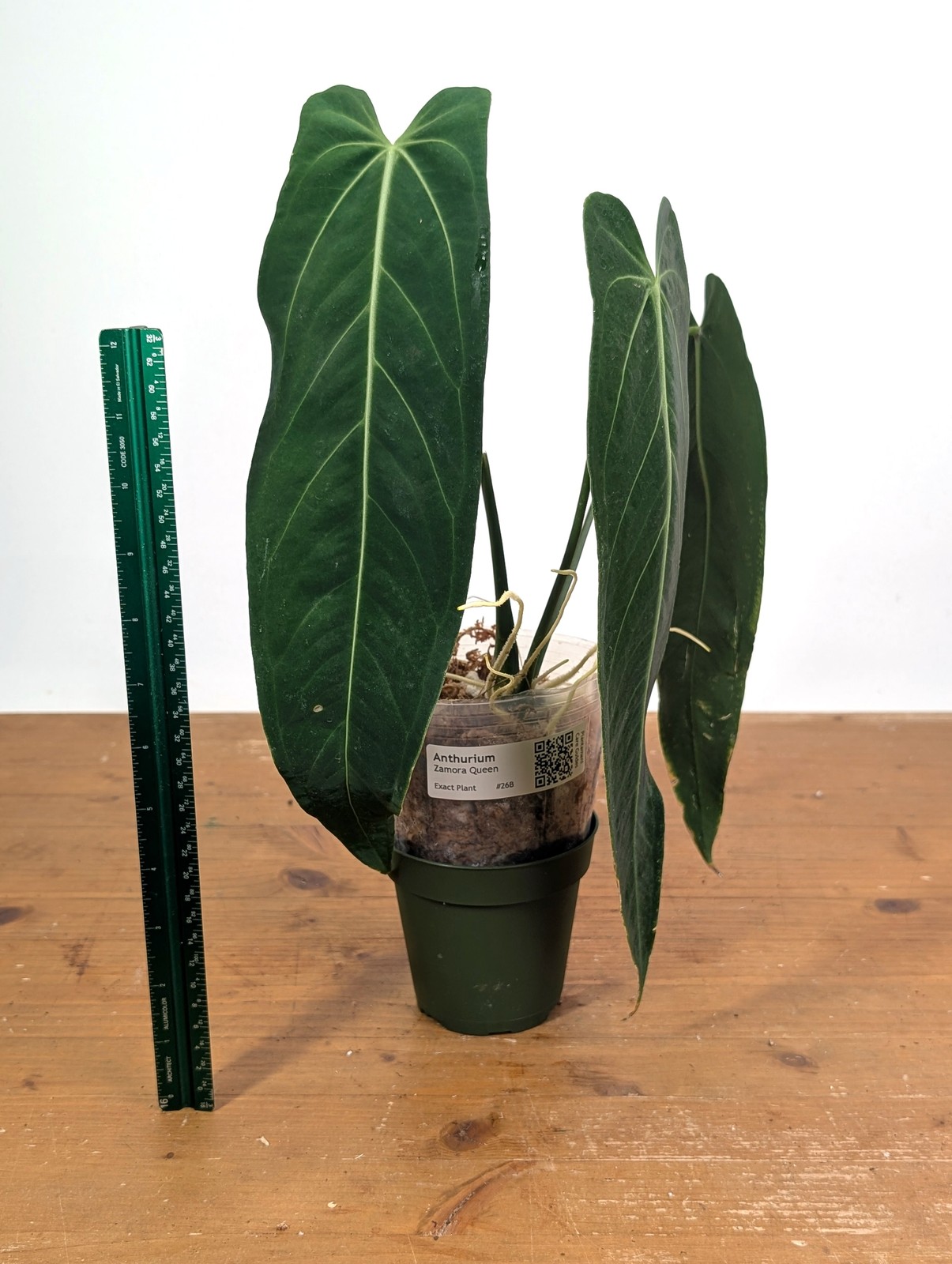 Anthurium Zamora Queen – Exact Plant XL Mature #26B