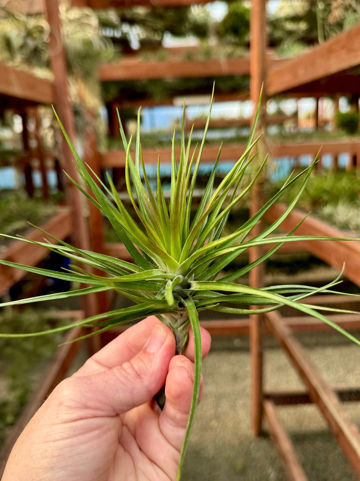 Montana Black Air Plant (Natural Deep Purple Color)