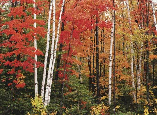 Paper Birch, Betula papyrifera, Tree Seeds (Fast, Hardy, Fall Color)