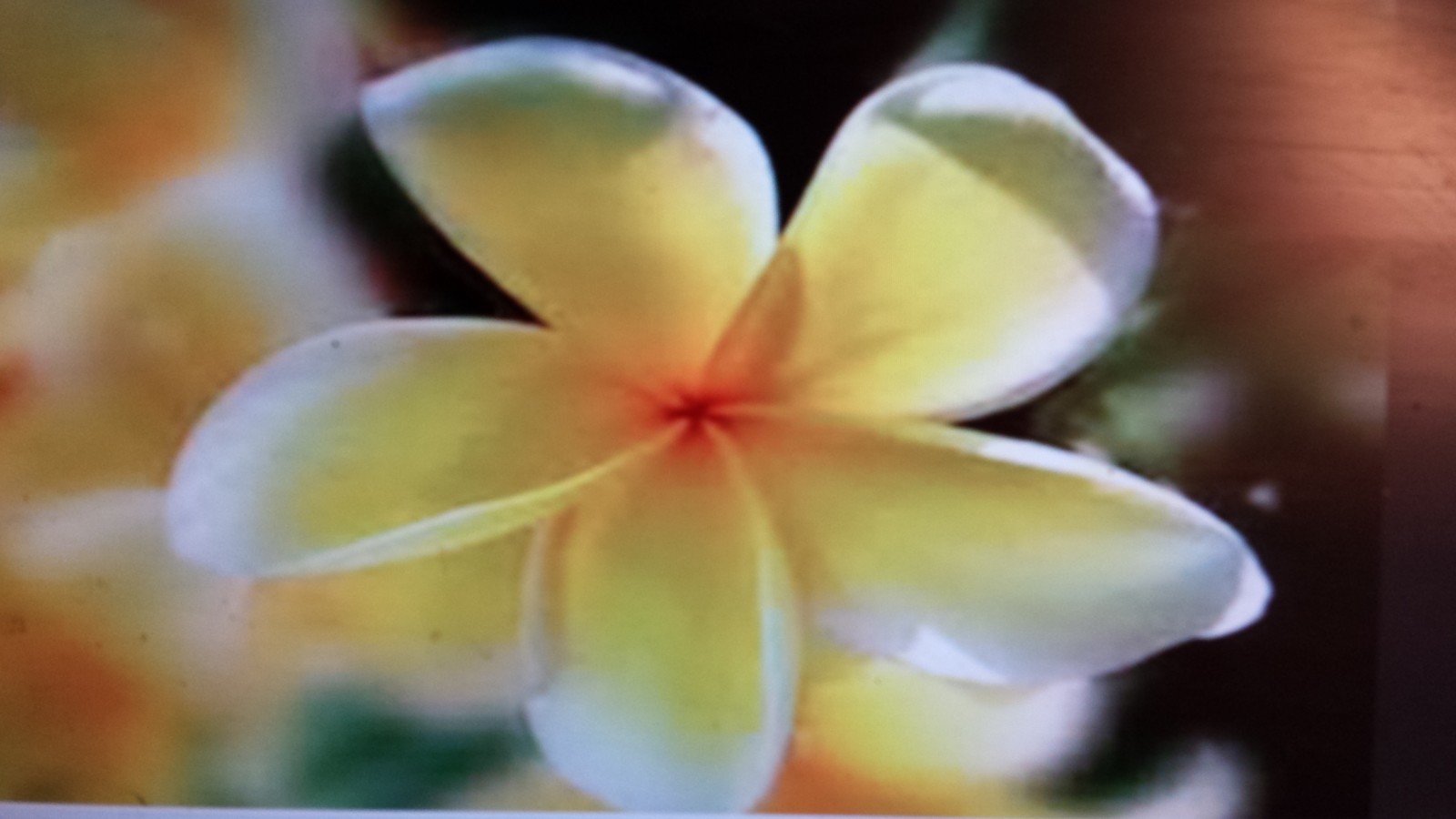 100 Plumeria Cutting Lot Yellow,White, Red ,Rainbow, 14″ Frangipani RESELL