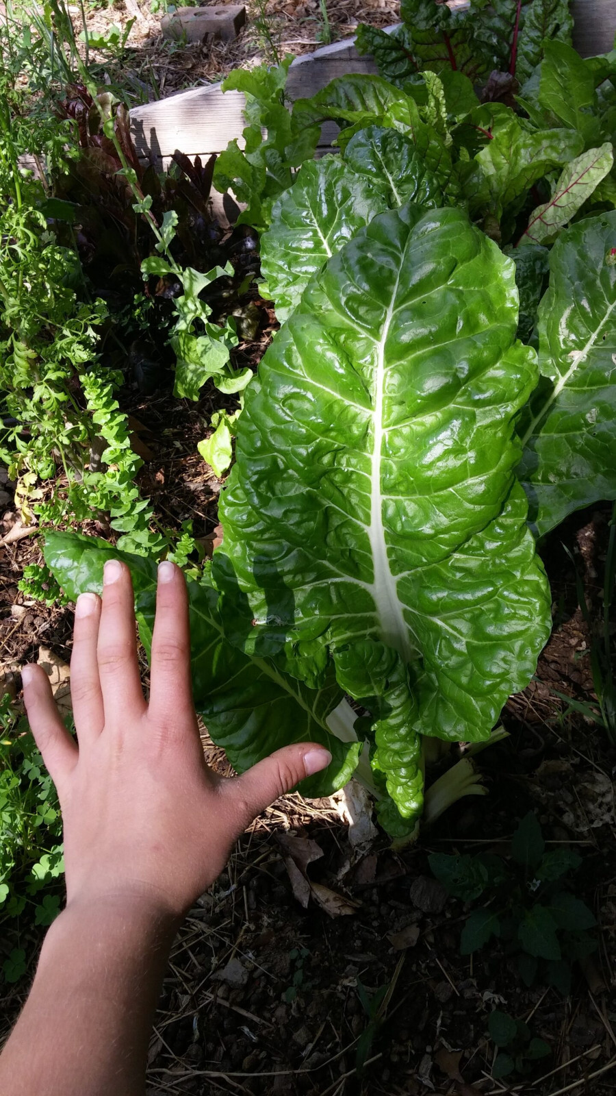 Swiss Chard- Fordhook Giant Seeds-Heirloom- Non GMO- Organic-US Grown