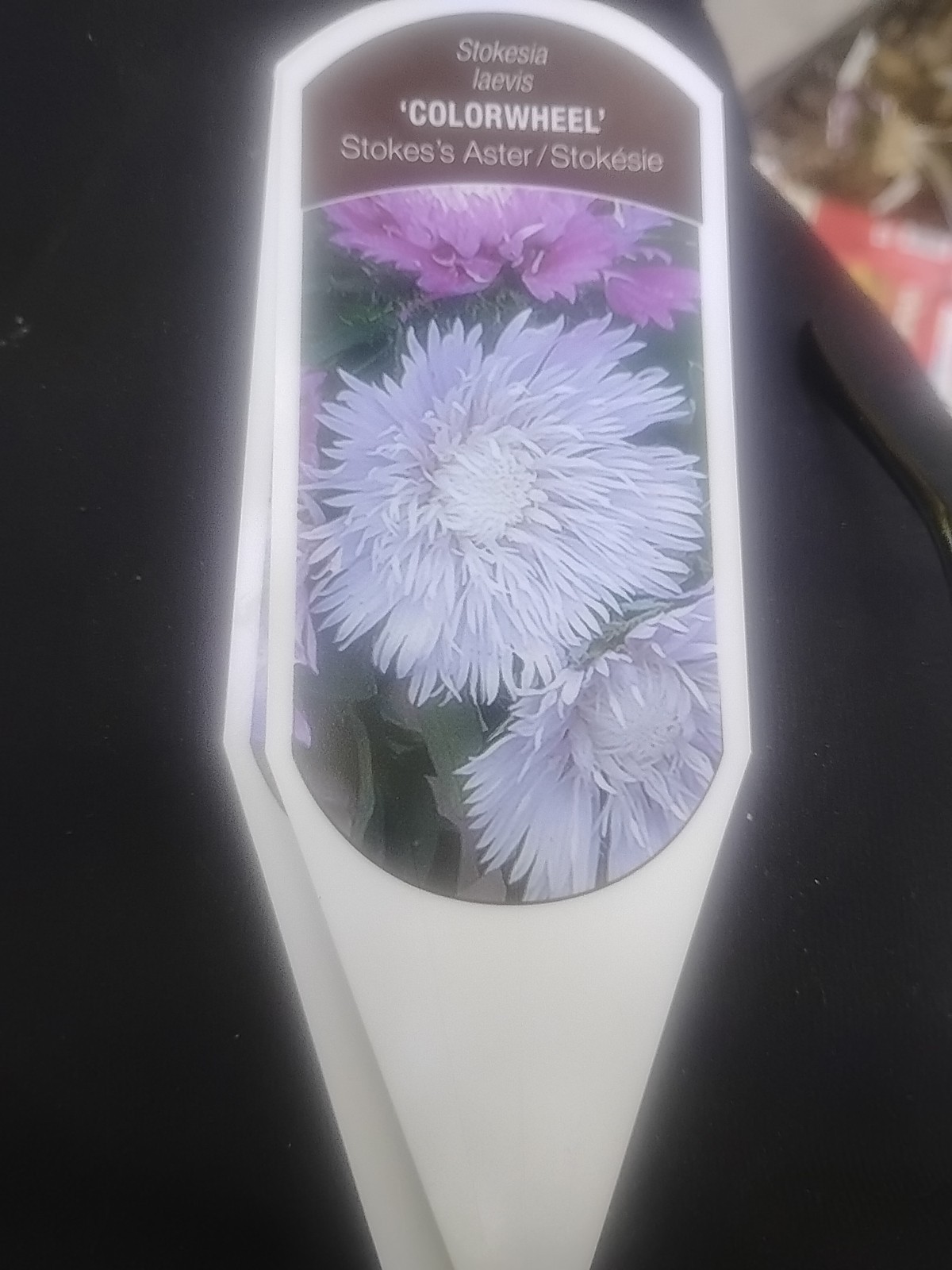 $18 ValuBEAUTIFUL COLOR SHIFTING! STOKESIA COLORWHEEL EASY DROUGHT & HEAT RESIS.