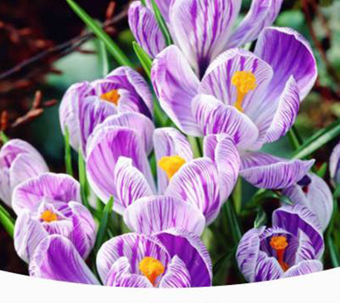 20 SEED PACK for Germination of Exotic CROCUS plant bloom bush flower garden bed