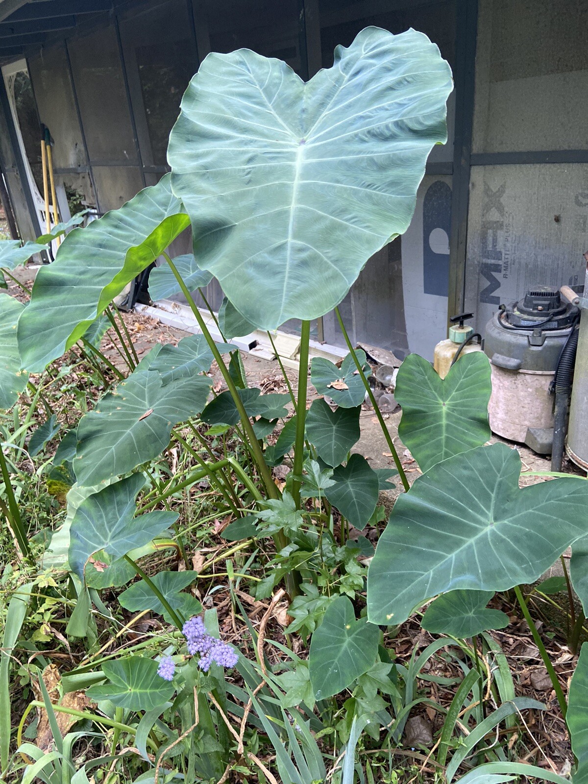Running Elephant Ears. Multiply Fast This Is For “2’’ Plants