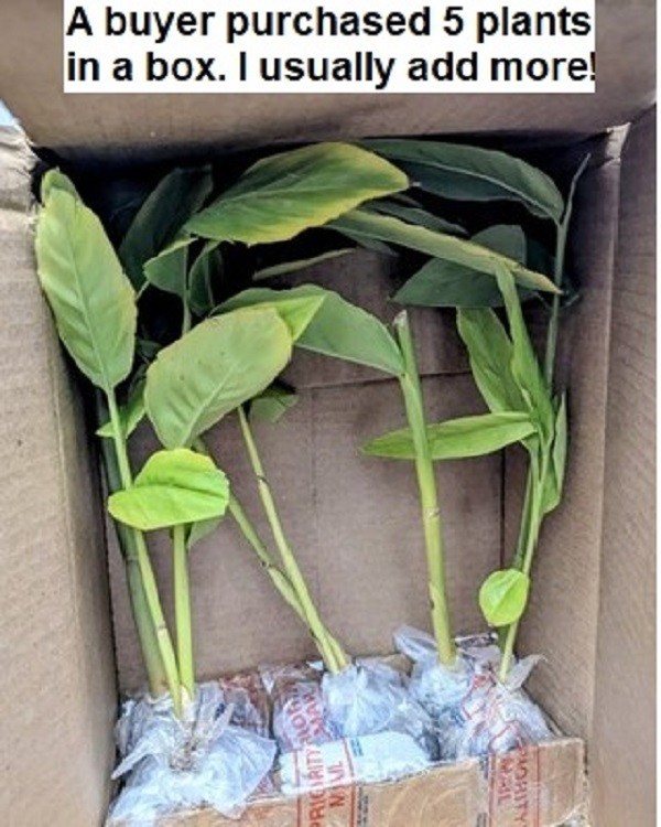 Alpinia GALANGA Greater Galangal 1 Live Plant Soiled Fresh Rooted Rhizome Herb