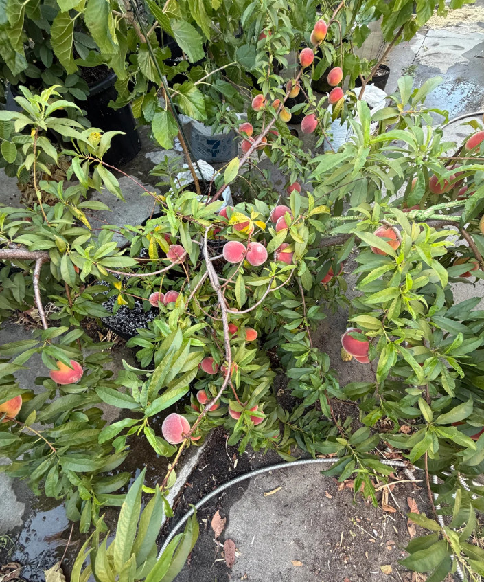 Saturn Peach Plant – 1-2ft Tall – Sweet Flat Donut Peach Tree – Zones 5-8
