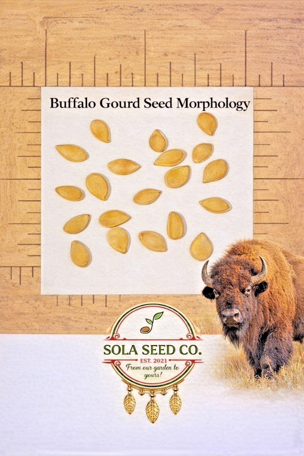 Buffalo Gourd Seeds 10ct Cucurbita foetidissima Rare Native Oil Plant Non-GMO
