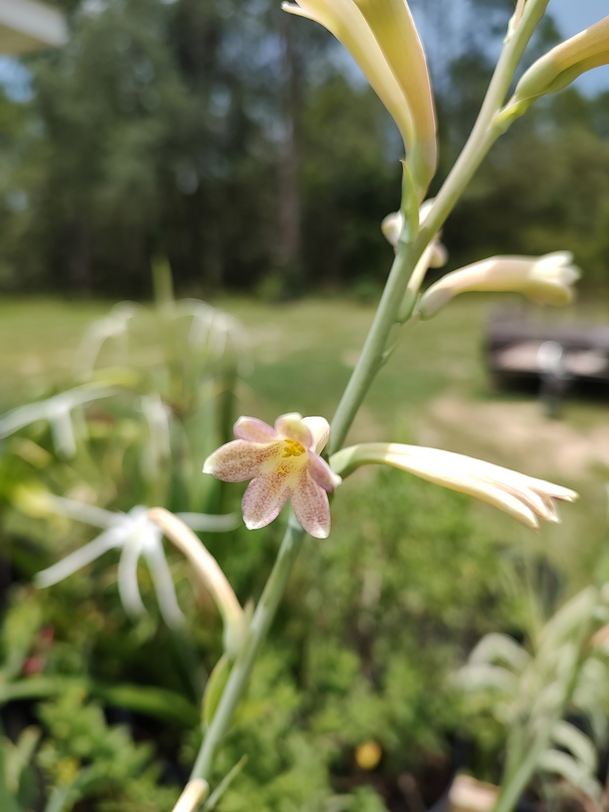 Speckled Tuberose