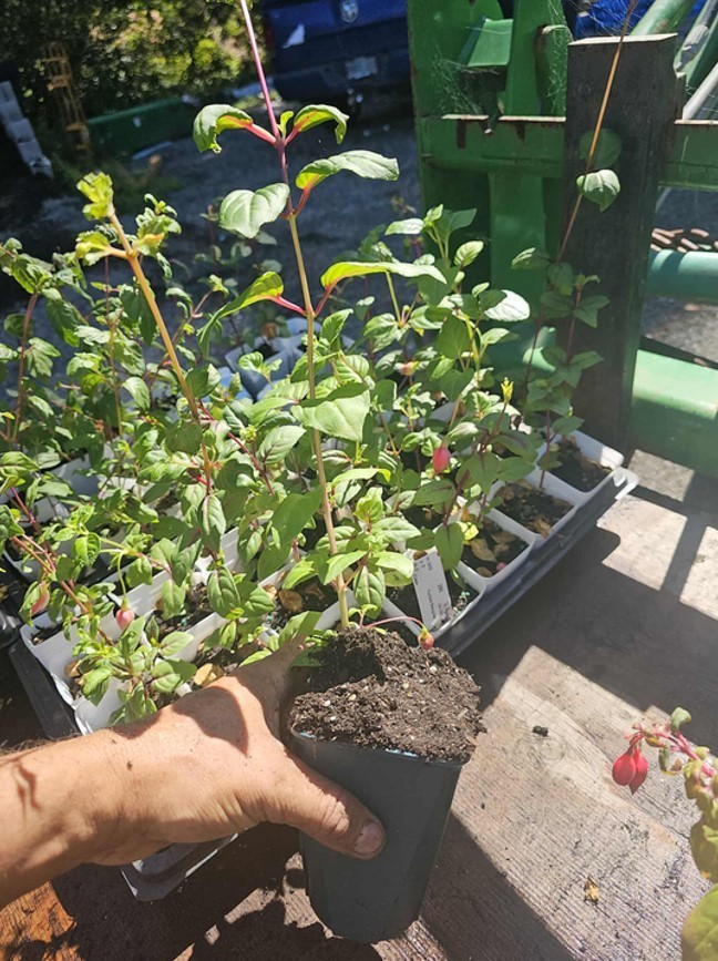 Marinka Fuchsia Starter Live Plant – 2-5″ Tall – 3″ Pot – Zones 9-11