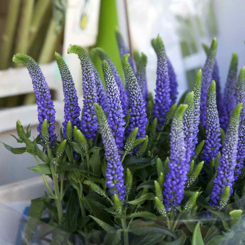 2000 Seeds Veronica Seeds – Spike Speedwell Flower Seed
