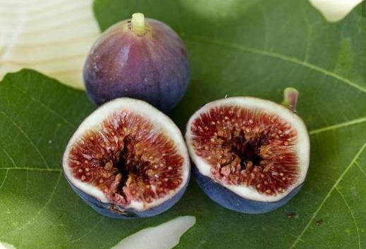 Fig Tree – ‘Brown Turkey’ – Fruiting Fig Tree – Ficus Carica