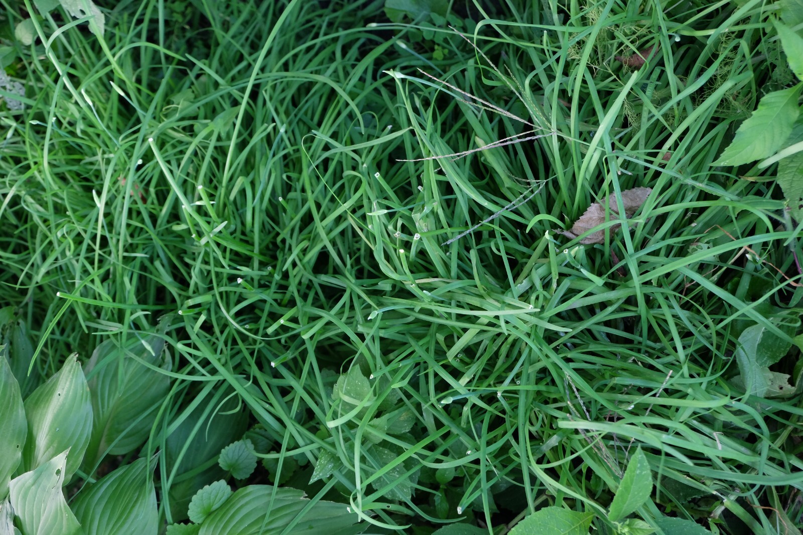 6 pounds Garlic Chives (Allium tuberosum) mature plants roots 韭菜, ニラ, 부추