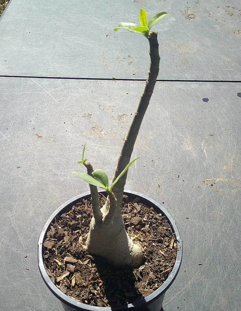 Adenium ARABICUM RCN (RACHINEE) Blossom Growing Caudex Live Plant 🇺🇸🆓⛟