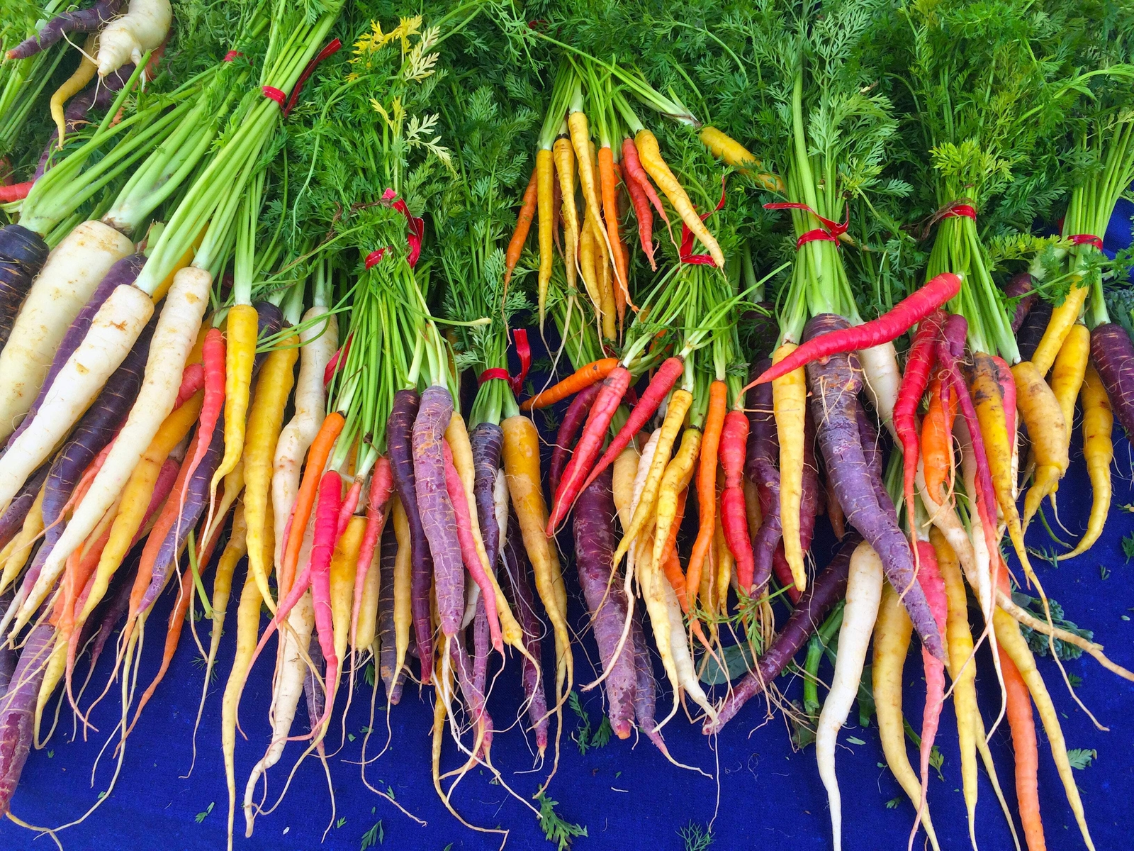 500 RAINBOW CARROT MIX White Red Yellow Purple Orange Daucus Carrota Seeds