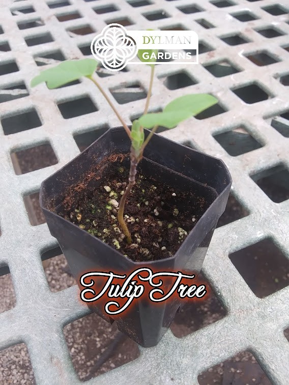 Tulip Tree (Liriodendron tulipifera) Whitewood – Tulip Poplar – Multiple Sizes
