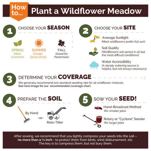 Wildflower Mix SOUTHWEST Regional 25 Species w/ Perennials Non-GMO New 500 Seeds