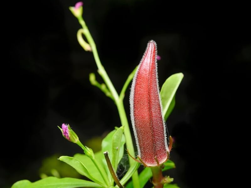 30+ Red Burgundy Okra Seeds Abelmoschus esculentus Seed Vegetables red
