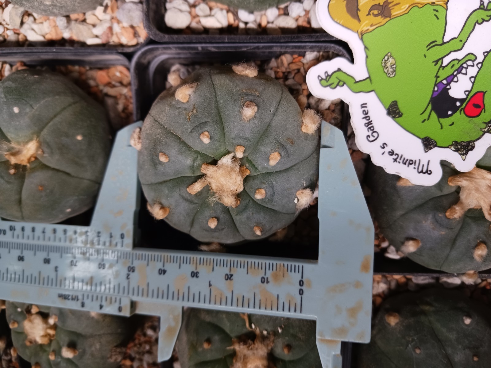 Astrophytum Aztekium Flowering Size 2 in self fertile texana cactus
