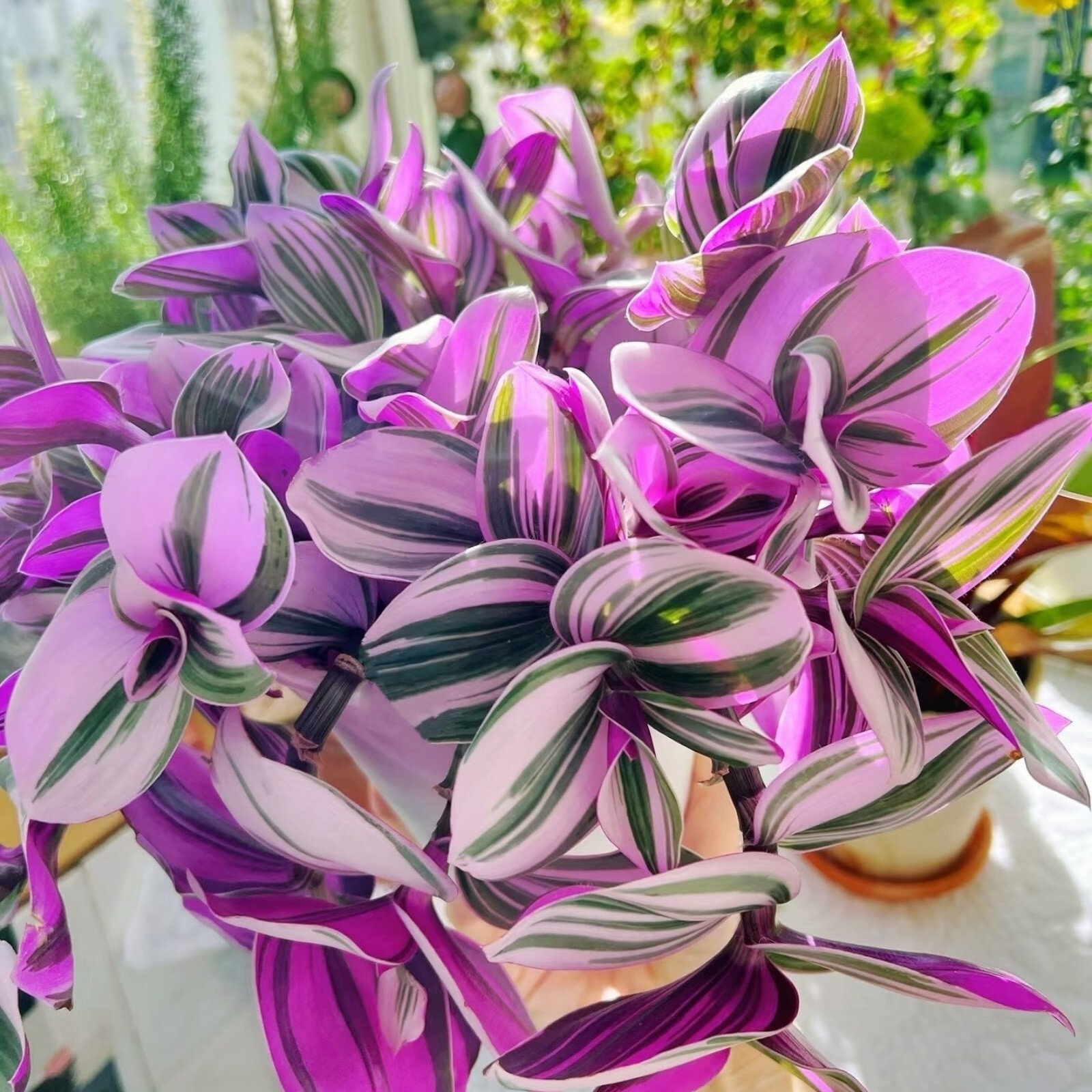 3 Unrooted Tradescantia Nanouk Cuttings 3”-4” Rare Pink Wandering Jew Houseplant
