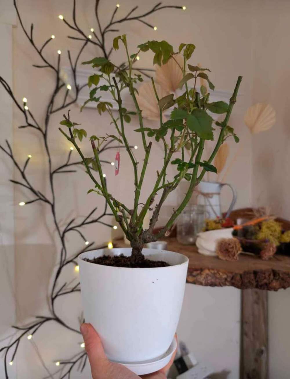 Ausjameson English wedding garden rose plant large flower bush