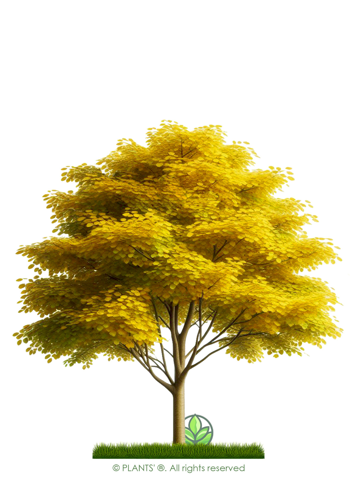 Sargent’s Crabapple Tree | Premium Seeds | Malus sargentii ‘Fall’ | Plants’®