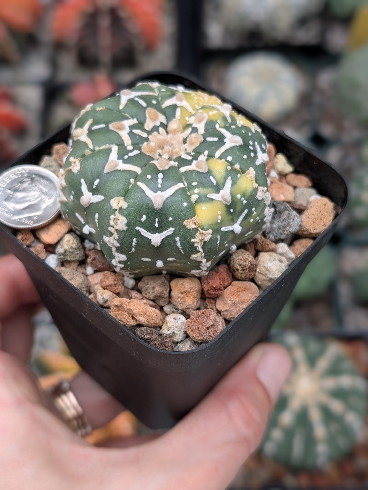 Astrophytum Asterias cv Superkabuto V type f Variegata & star shape