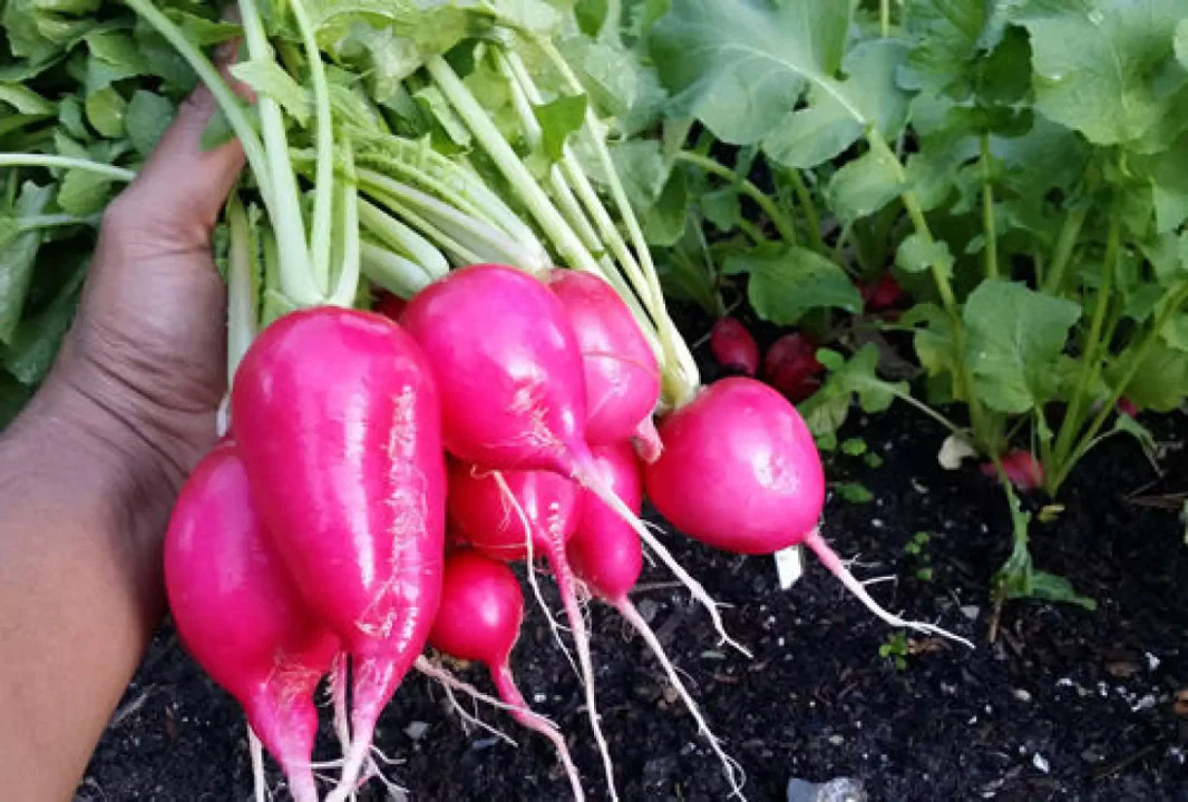 Lady Slipper Radish Seeds | Raphanus sativus Radishes Red Pink Daikon Seed 2024