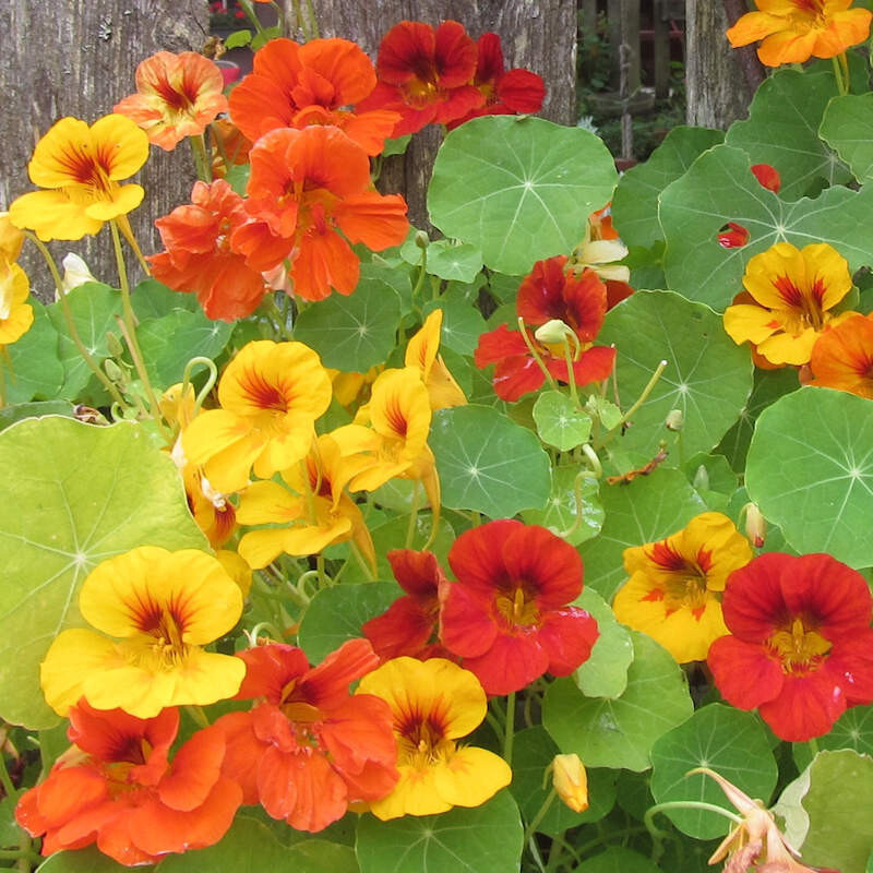 25+JEWEL NASTURTIUM SEEDS FRESH FOR YOUR FLOWER GARDENS