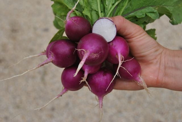 100+ Purple Plum Radish Seeds ——————– Heirloom – NON GMO – Organic