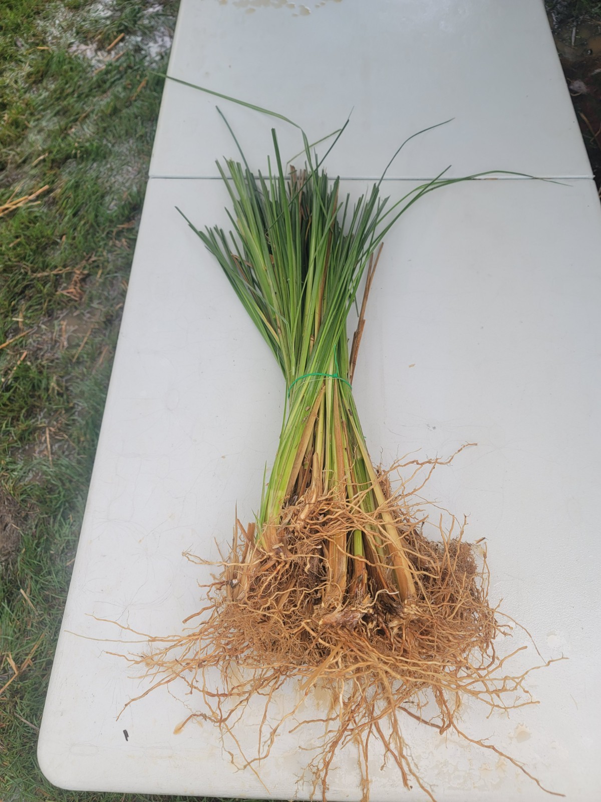 Vetiver live plant for EROSION CONTROL 25 pcs combo
