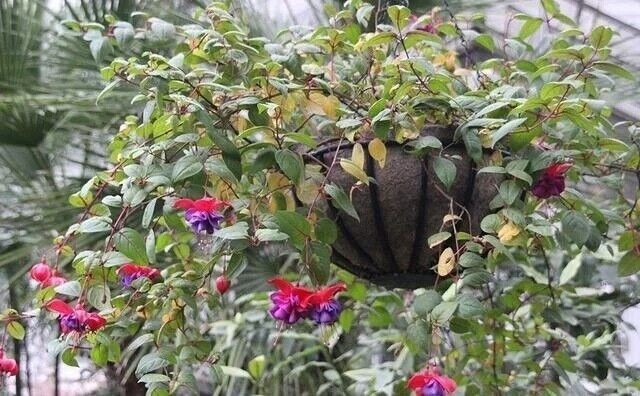 Mix 50pcs/bag Fuchsia Seeds Potted Flowers seeds,bonsai seeds.#5052
