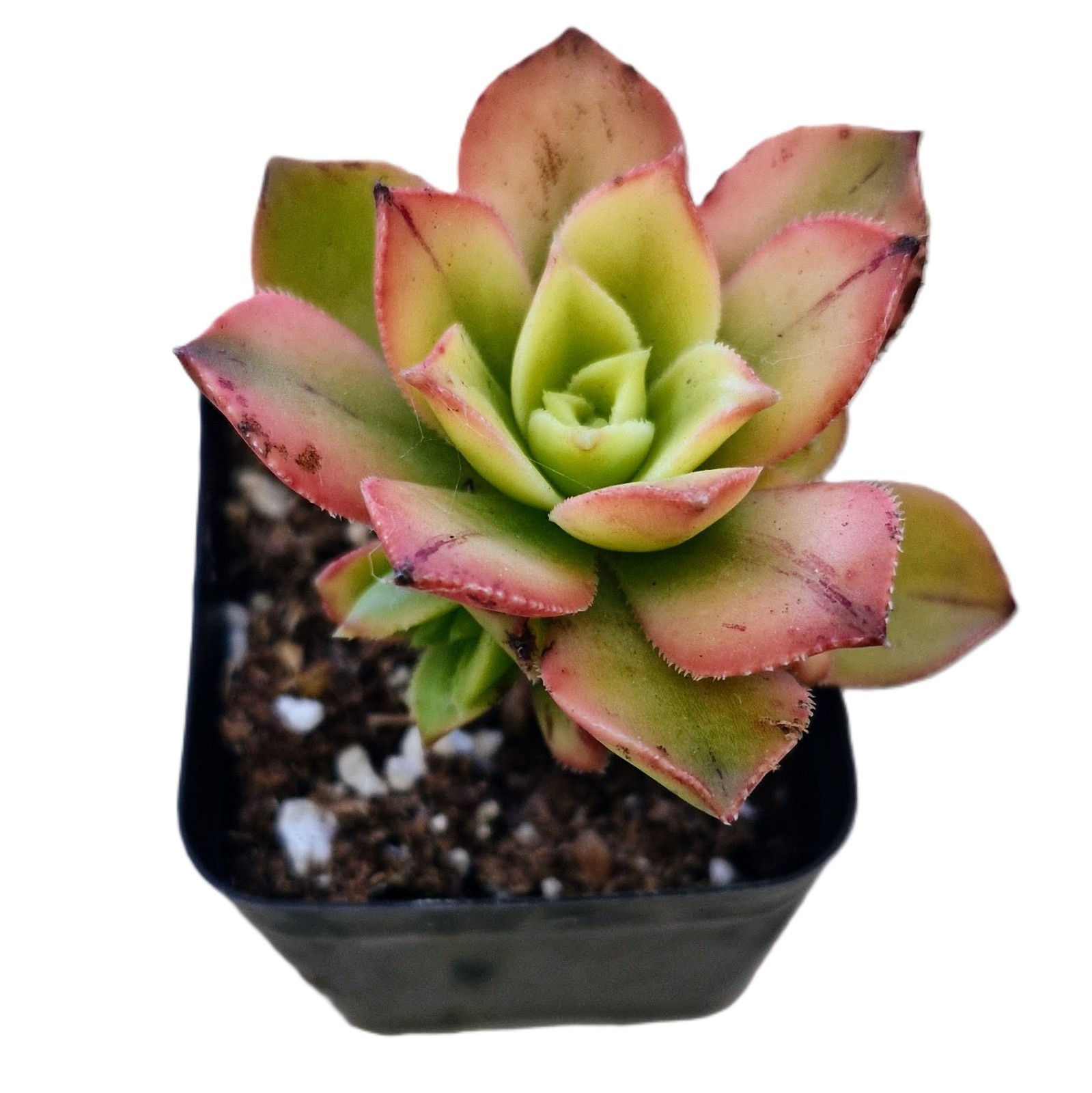 Aeonium Kiwi Tricolor Succulent Green Yellow Pink Rosettes Easy Care Colorful