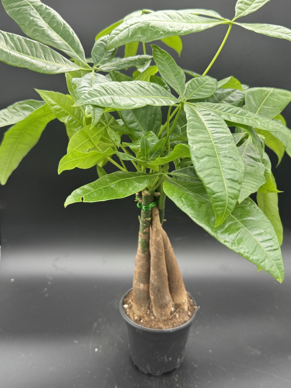 Money Tree (Pachira aquatica) – 4″ Pot Live Plant – Free Shipping