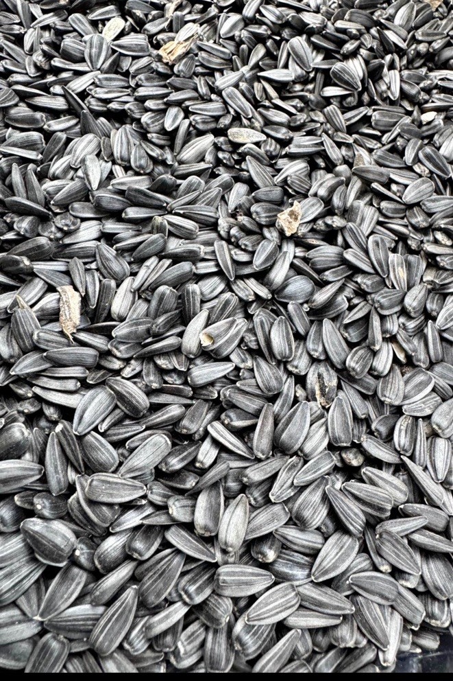 Bulk Mammoth Grey Sunflower seeds for planting- Heirloom Non GMO