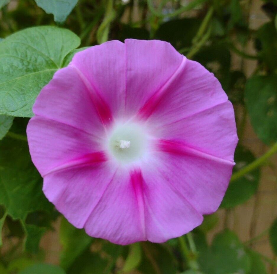 100+ Morning Glory Seeds Mystery Mix | Purple/Blue/Orange/Red/Pink/White/Striped