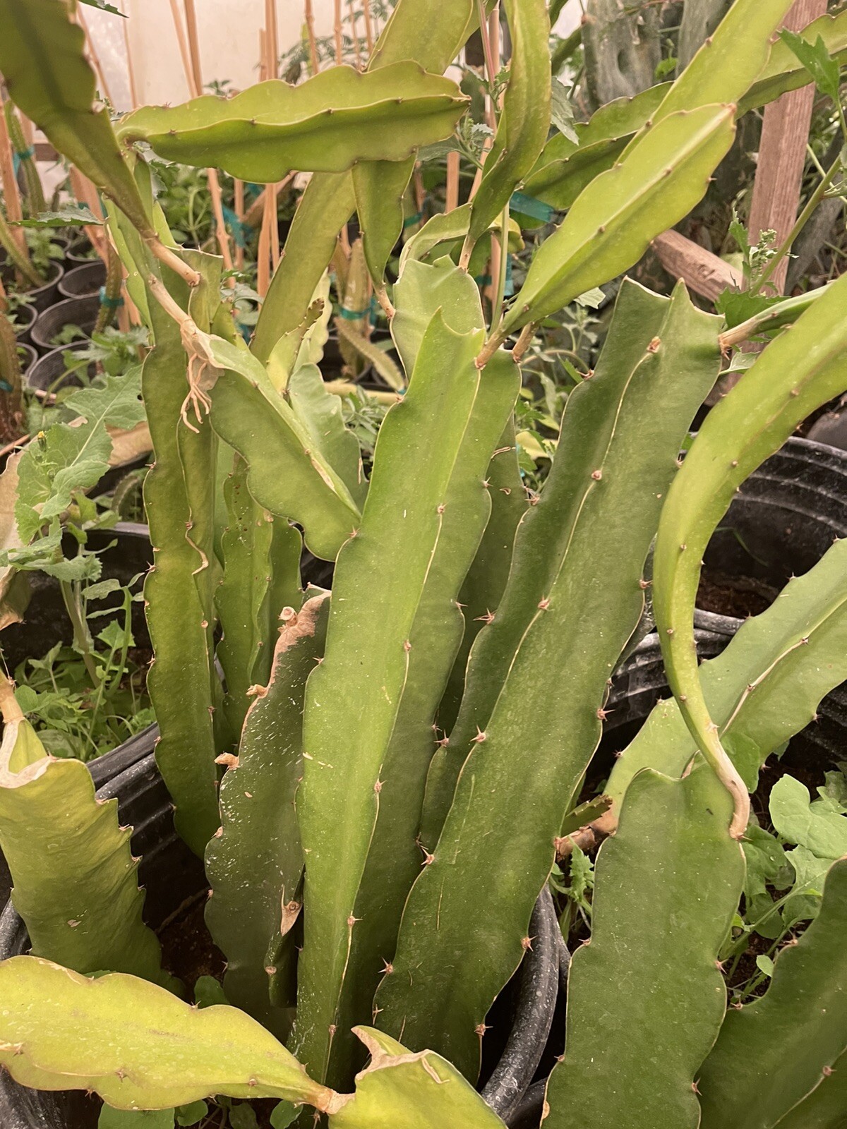 Mature cuttings of “VIOLET BLISS” NEW hybrid!! 14-18 inch long!