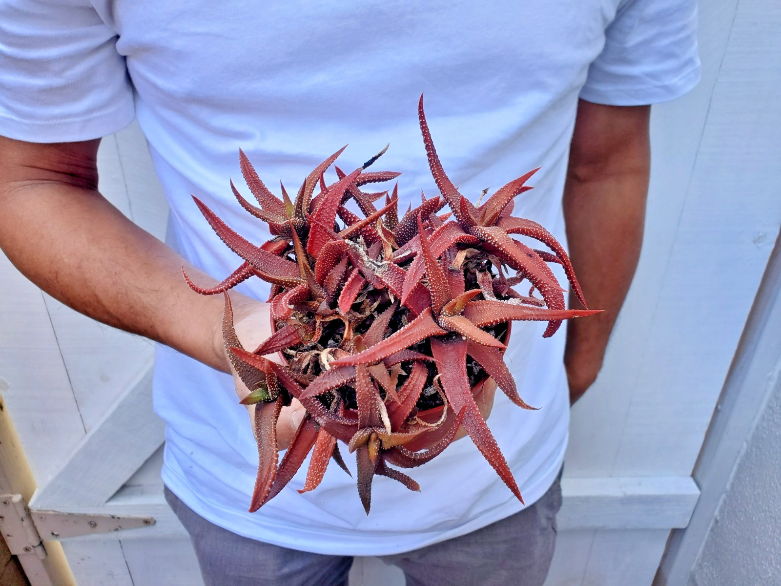 Haworthia attenuata ‘Enon’ Succulent clump -B