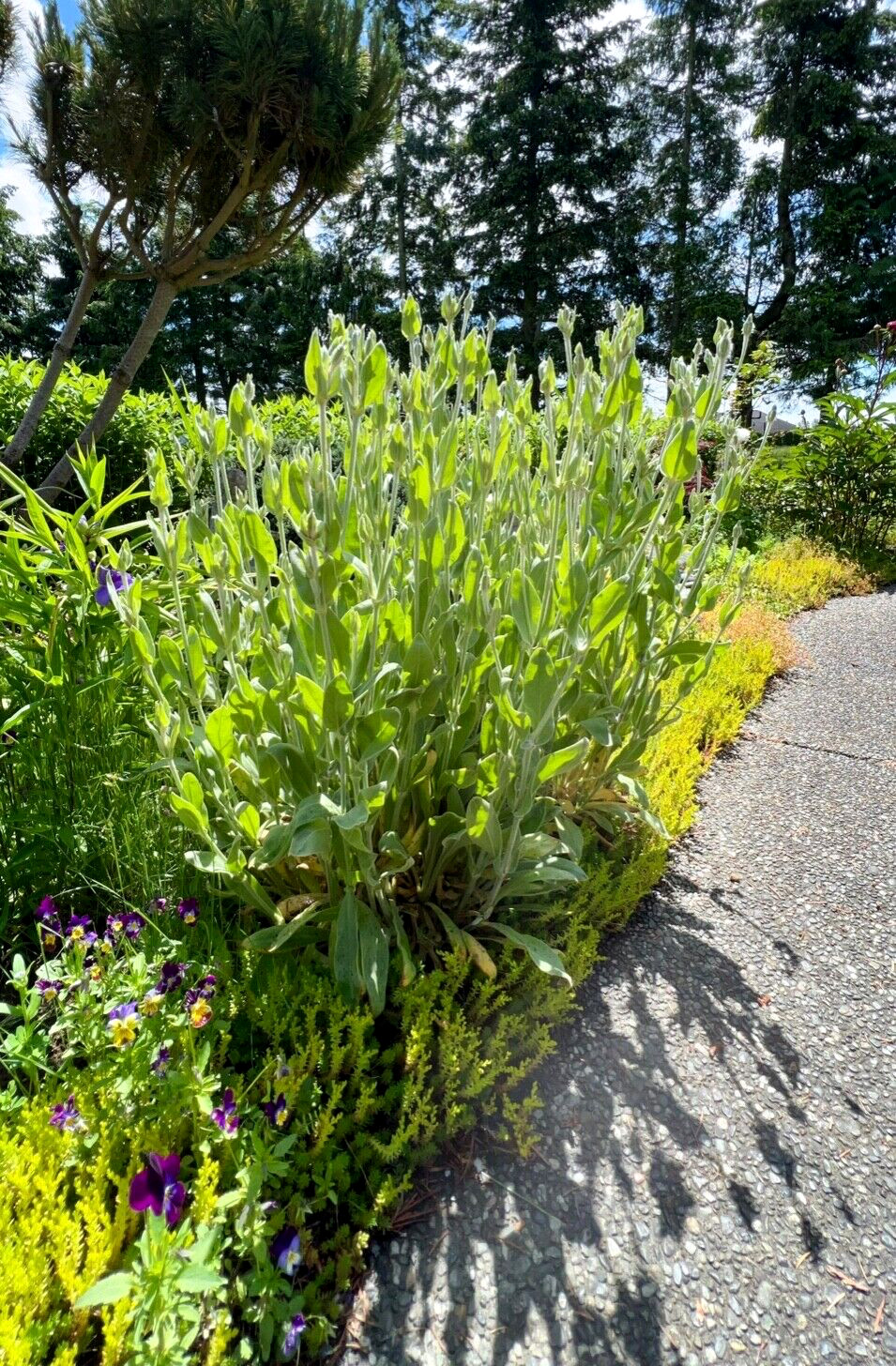 Rose Campion Heirloom Lychnis Coronaria Perennial Lot 20 Plants, Free Shipping