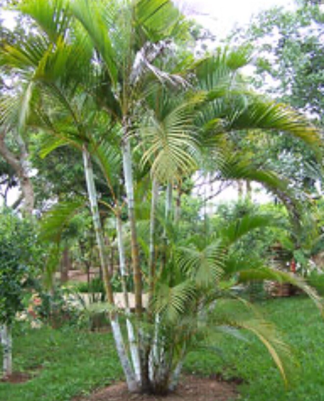 6 Areca palm 8” Starter seedling LIVE PLANTS! Fully Rooted! VERY Healthy!