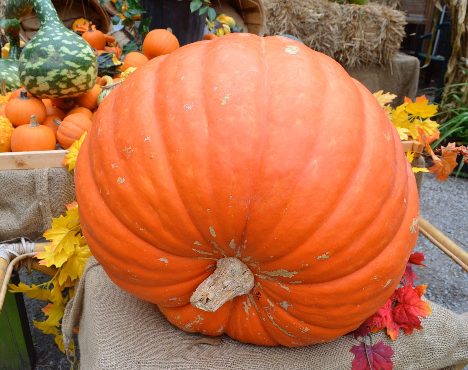 25 BIG MAX PUMPKIN Cucurbita Maxima Vegetable Seeds (Grow 100 pound pumpkins!)