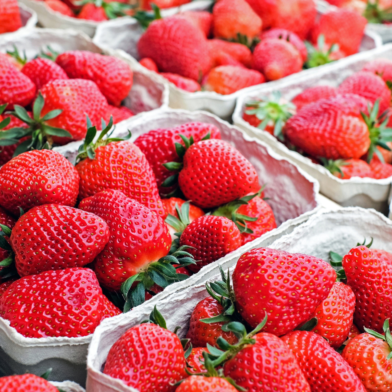 Quinalt Everbearing 10 Live Strawberry Plants, NON GMO,