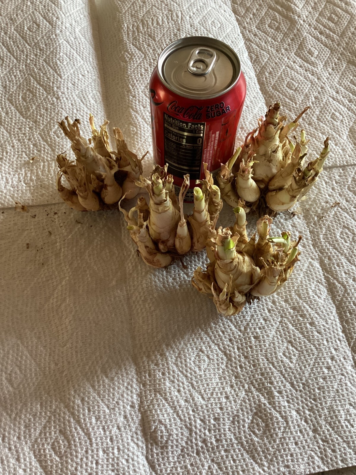 Tuberose Bulbs single Mexican 20 clumps FREGRANT – Polianthus