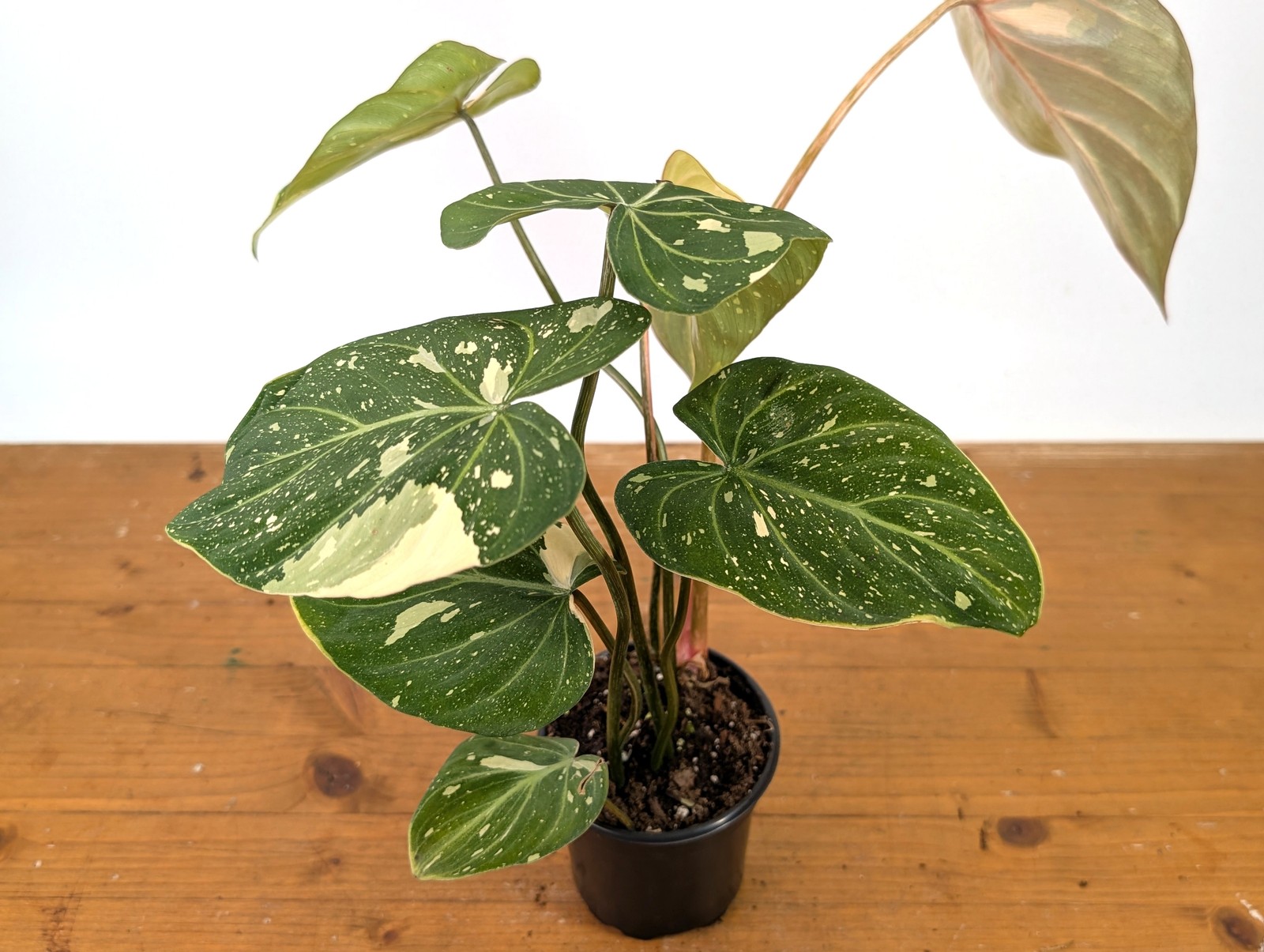 Philodendron Gloriosum Variegated – EXACT Plant #27B – 4″ Pot