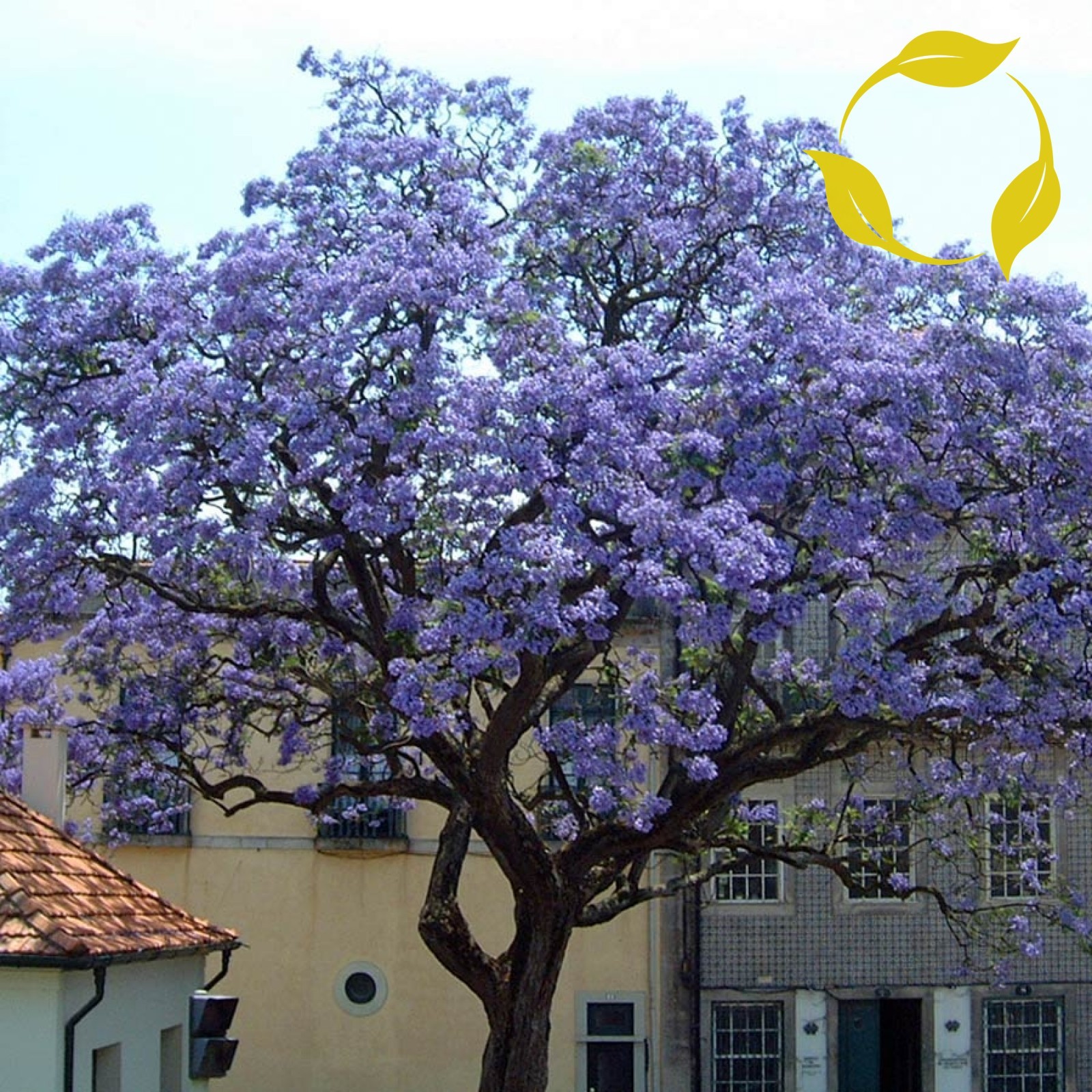 PRINCESS TREE Paulownia Tomentosa – 1000 SEEDS