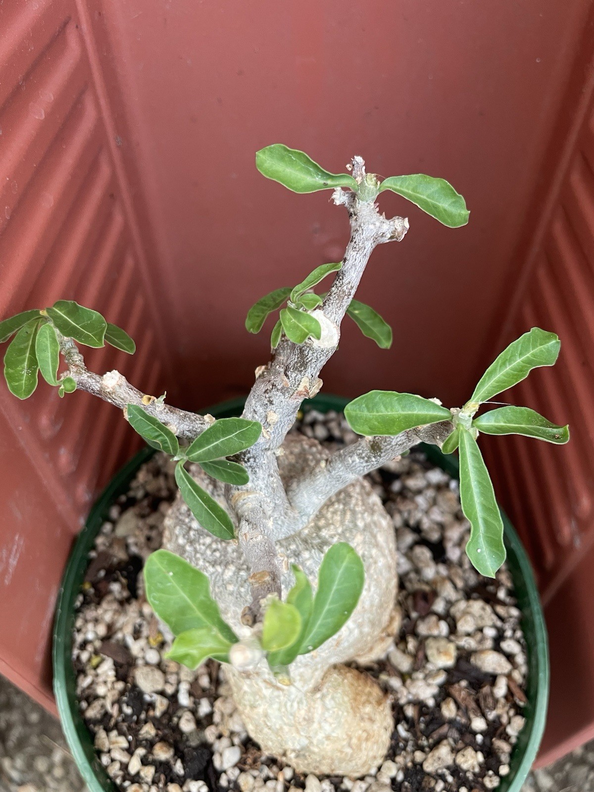 FOCKEA Edulis Live Succulent Plant Caudiciform Bonsai Tree Hottentot Bread Large