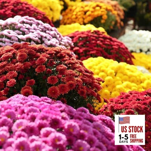 500+ Mixed Color Chrysanthemum Seeds for Planting – Hardy Garden Flower Seeds